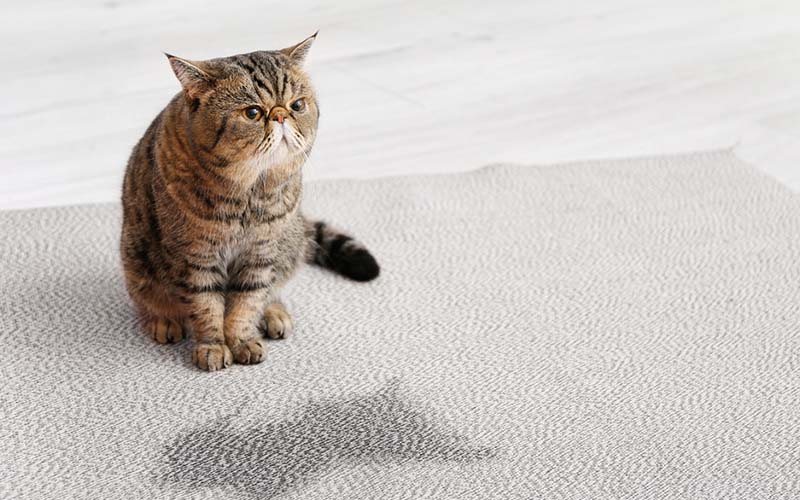 carpet cleaners in Bronx, carpet cleaning in Bronx, carpet cleaning bronx, carpet cleaners in bronx,  commercial carpet cleaning, commercial carpet cleaning in bronx,carpet cleaning in bronx,  bronx rug cleaners, rug cleaning services in bronx, same day carpet cleaning, same day rug cleaning